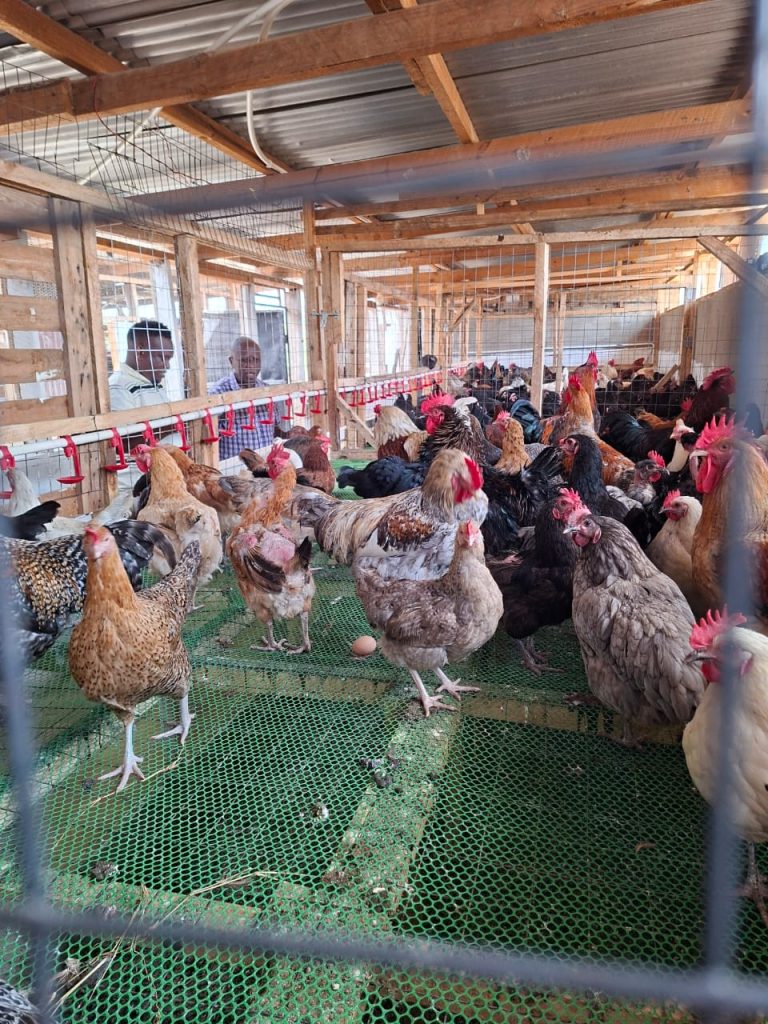 Private Sector Initiative Boosts Conservation Of Tanzania’s Local Chicken Breeds