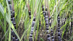 SugarcaneinUganda