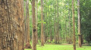 forest-plantation-of-Tanzania-2023-768x427