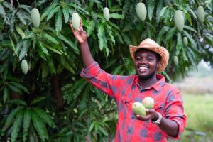 african-man-farmer-show-mango-fruit-in-organic-farm-agriculture-or-cultivation-concept