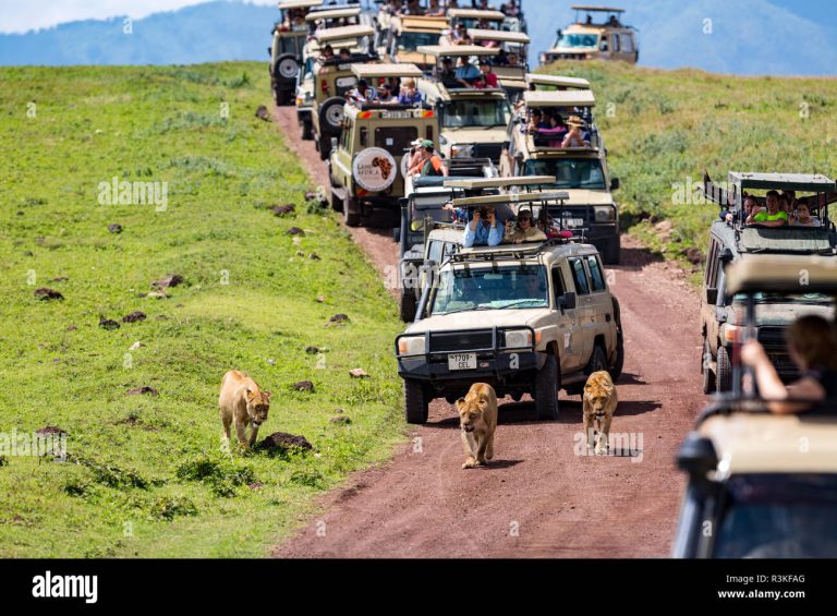 crowd-of-tourist-vehicles-follow-a-group-lionesses-in-the-ngorongoro-crater-tanzania-editorial-use-only-R3KFAG