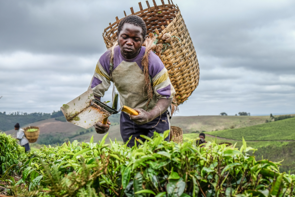 AGRA calls for increased agricultural investment to drive economic growth, transform rural communities
