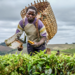 AGRA calls for increased agricultural investment to drive economic growth, transform rural communities