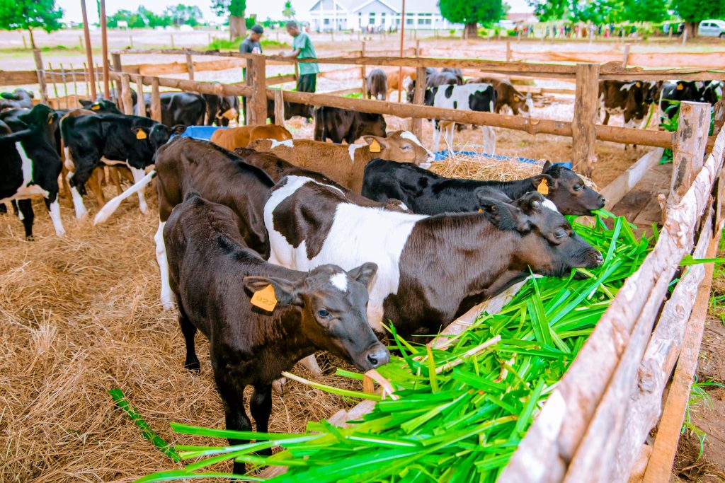 Tanzania seeks extension of dairy partnership with Ireland to boost milk production