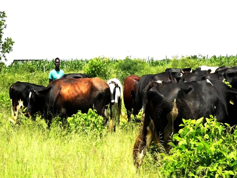 From blueprints to bovines: The Architect of Dodoma’s Dairy Revolution
