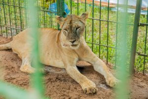 President Samia commended for promoting sustainable conservation