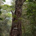 TFS rehabilitates 214 hectares of trees in Ruagwa’s  Machang’anja Forest Reserve