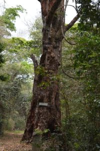 TFS rehabilitates 214 hectares of trees in Ruagwa’s  Machang’anja Forest Reserve