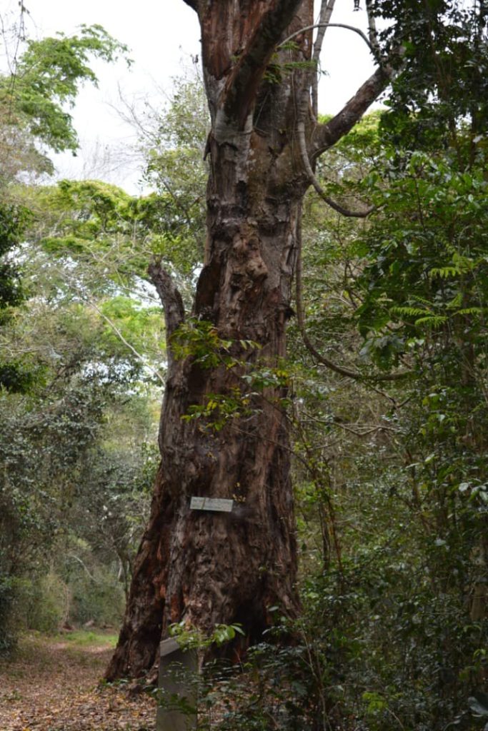 TFS rehabilitates 214 hectares of trees in Ruagwa’s  Machang’anja Forest Reserve