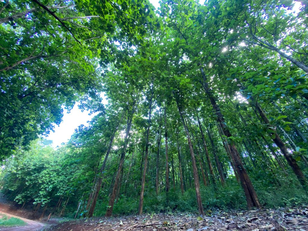 Tanzania earns over 40bn/- from TFS Longuza forest plantation in Tanga 