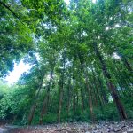 Tanzania earns over 40bn/- from TFS Longuza forest plantation in Tanga 