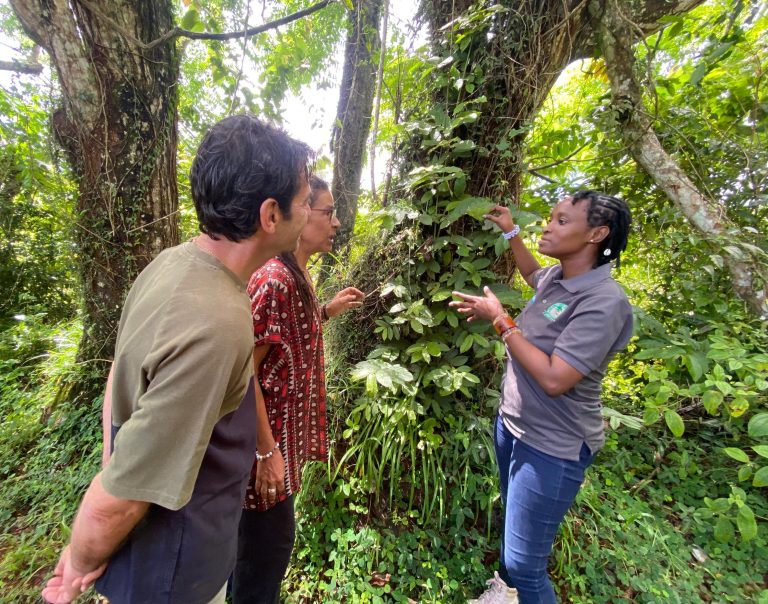 AMANI: The forest placing Tanzania on global ecological map