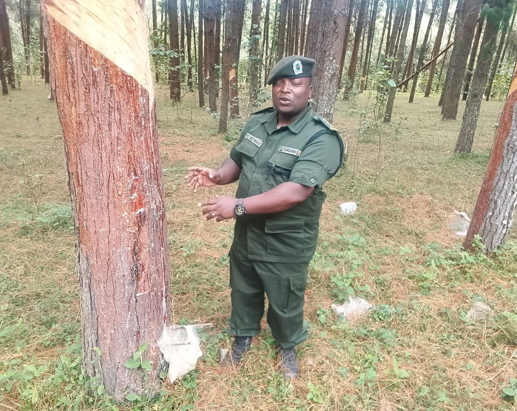 Tanzania launches resin tapping project in northern circuit to boost revenue