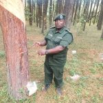 Tanzania launches resin tapping project in northern circuit to boost revenue