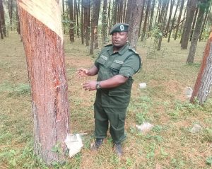 Tanzania launches resin tapping project in northern circuit to boost revenue