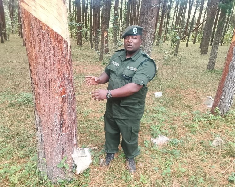 Tanzania launches resin tapping project in northern circuit to boost revenue