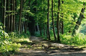 Tanzania restores 3.3 million hectares of degraded forest land by December 2024