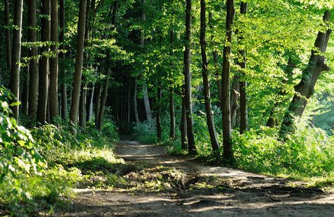 Tanzania restores 3.3 million hectares of degraded forest land by December 2024
