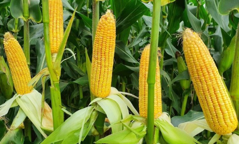 PAN_4R-728BR_2020-780x470