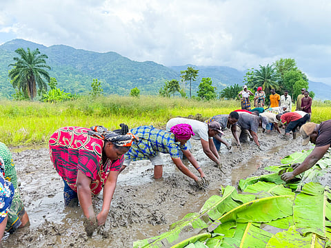 Tanzania ranks among top performers in World Bank agricultural programs