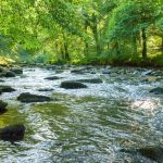 TFS revitalizes 14 water catchment areas in Geita’s Silayo forest plantation