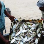 Ulega-to-ensure-interest-free-loans-benefit-fishery-780x470