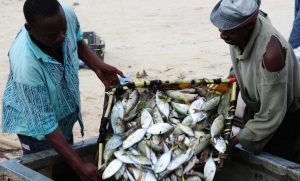 Zanzibar, FAO enhance fish storage to curb post-harvest losses