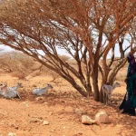 WFP warns of catastrophic shortfalls in Somalia with millions at risk of deepening hunger crisis