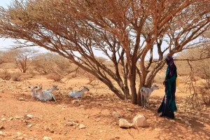WFP warns of catastrophic shortfalls in Somalia with millions at risk of deepening hunger crisis