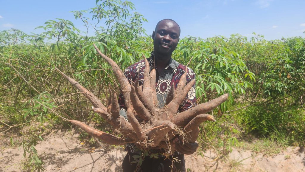 FROM SEED TO MARKET: How a learning mission is transforming cassava seed enterprises in Tanzania