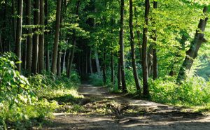 Tanzania Forest Services Agency Obtains 1.2bn/- Tools In EU, WWF Value Chain Drive
