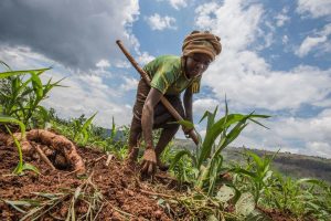 Tanzania’s BBT project set to hatch 150,000 jobs for youth through agribusiness and livestock enterprises