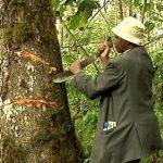 MUHAS, TFS signs special MoU to boost production, research of Prunus africana