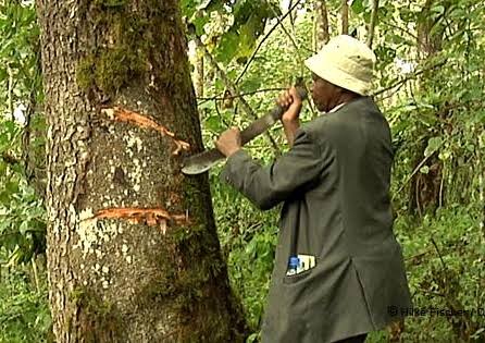 MUHAS, TFS signs special MoU to boost production, research of Prunus africana