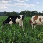 TALIRI hatches project to boost production of improved pasture seeds in Tanzania