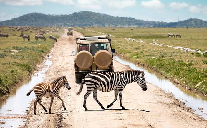 Tanzania invests 12.6bn/- to safeguard Serengeti, strengthen tourism infrastructure