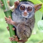 TFS eyes investments to boost ecotourism in Tanzania’s nature reserves