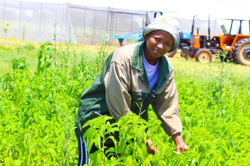 ITRACOM Fertilizers Limited Plans Expansion into Improved Seed Production