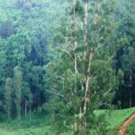 Silayo Forest secures 250m/- from TaFF for key honey processing plant in Geita region