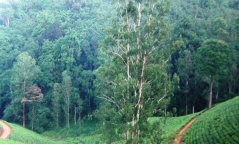 Silayo Forest secures 250m/- from TaFF for key honey processing plant in Geita region