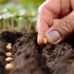 Tanzania develops 312 seed technologies to strengthen agricultural sector