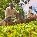 Tanzania works to transform the agriculture sector to boost production, unlocking more jobs 