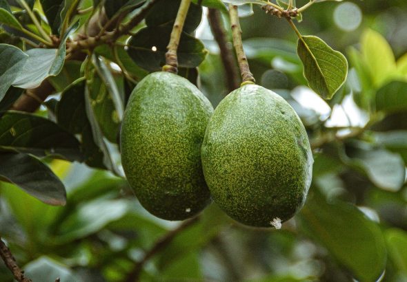 wauzaji-wa-miche-ya-parachichi-scaled-e1661593448909