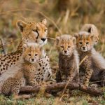 Tanzania’s wildlife population records positive growth over the past decade