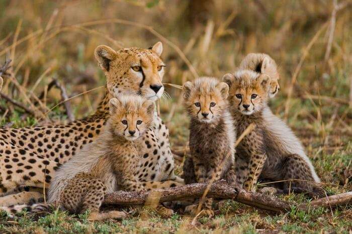 Tanzania’s wildlife population records positive growth over the past decade